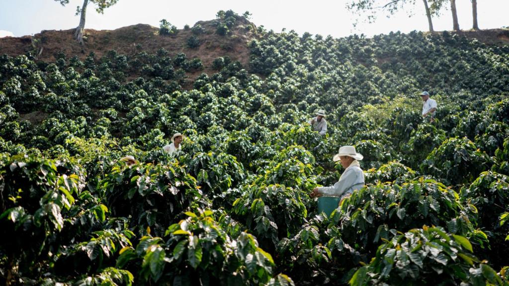 Agricultores que trabajan en una finca de café que recoge granos de café.