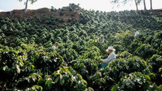 Agricultores que trabajan en una finca de café que recoge granos de café.