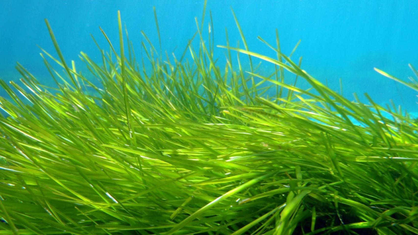 100.000 años bajo el mar: el guardián invisible que protege las costas y la biodiversidad en España