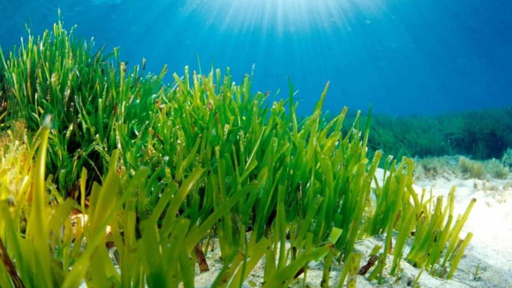 La Posidonia oceánica protege las costas de España.