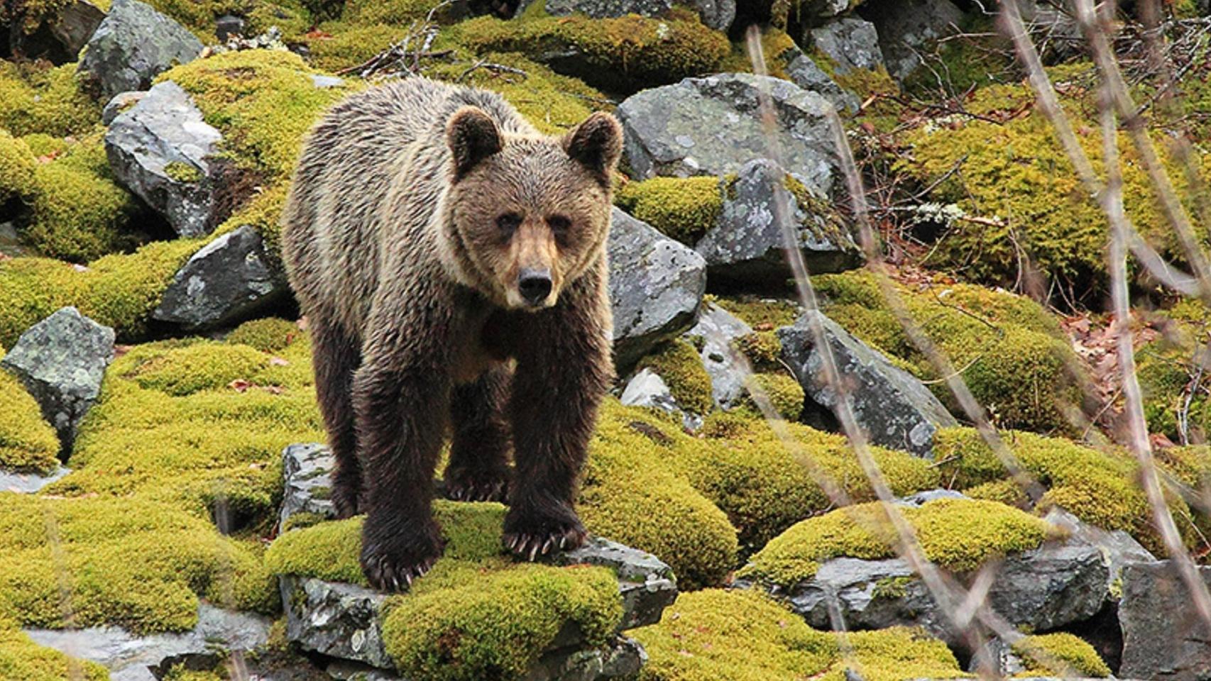 Ni en Val d’Aran ni en la Serranía: el oso que reconquista España ya no es tan depredador y cambia su dieta