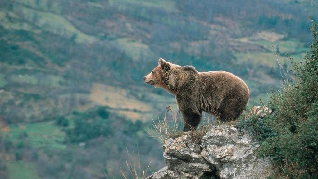 El oso pardo vive un buen momento en España, pero está cambiando.
