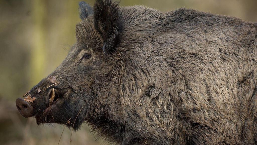 Ni en los Pirineos ni en Picos de Europa: el jabalí más grande de España se esconde con sus 200 kilos en un rincón de Galicia