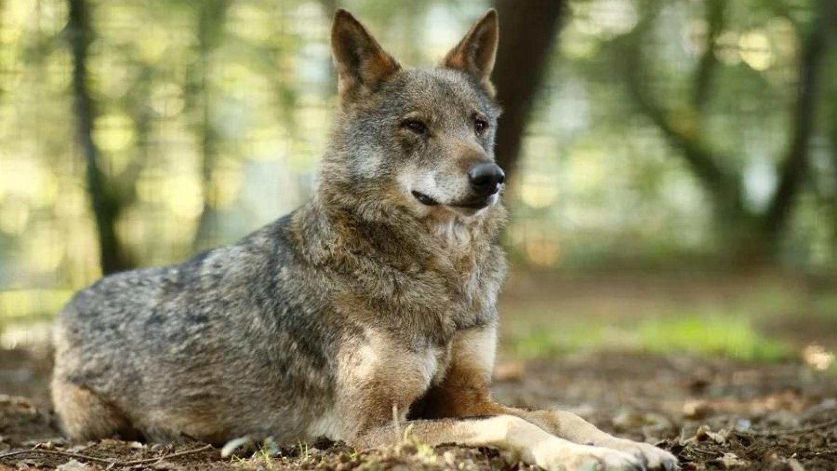 Un ejemplar de lobo ibérico en una imagen de archivo.