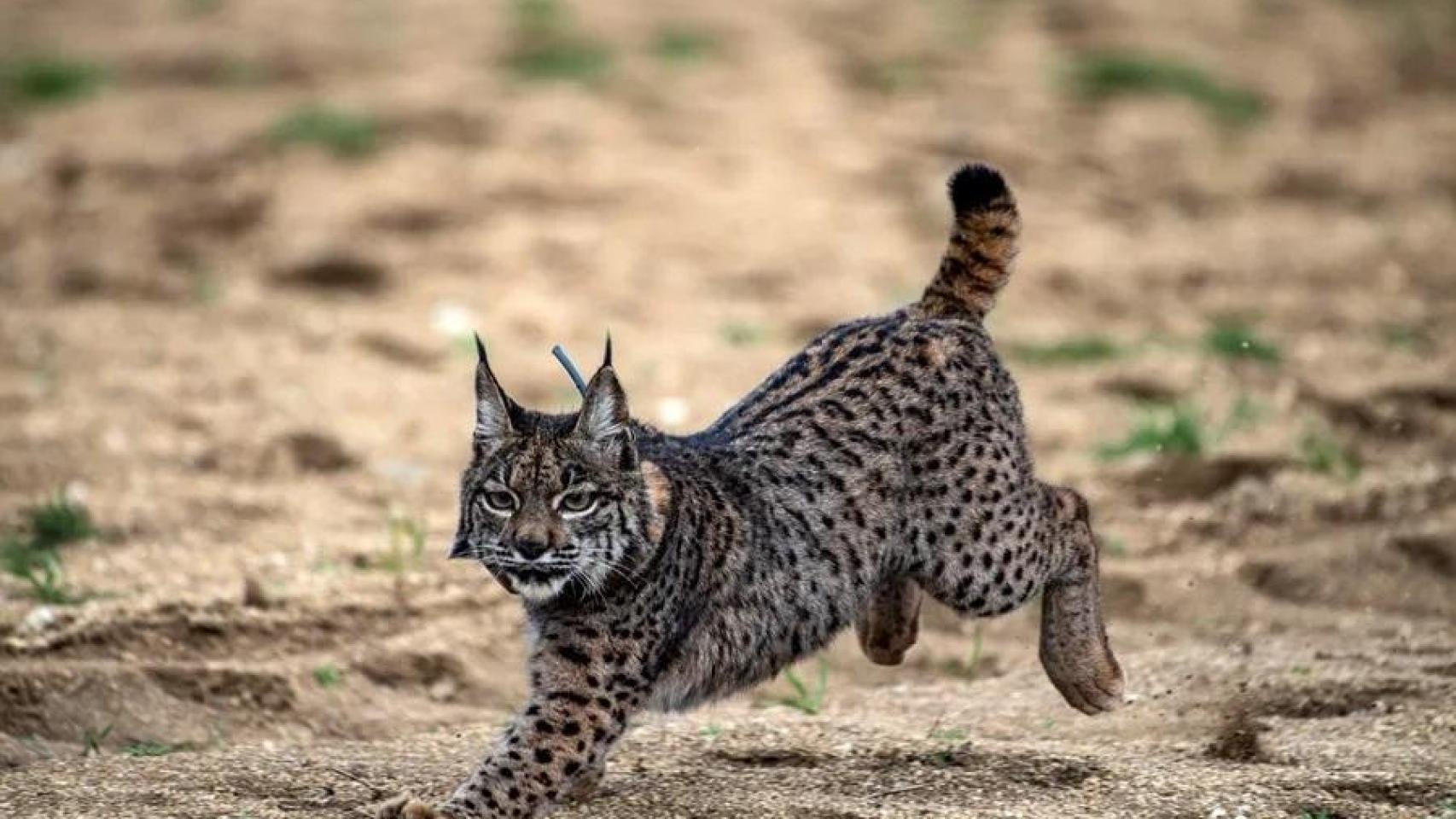 Un lince ibérico en el área de reintroducción de los Montes de Toledo.