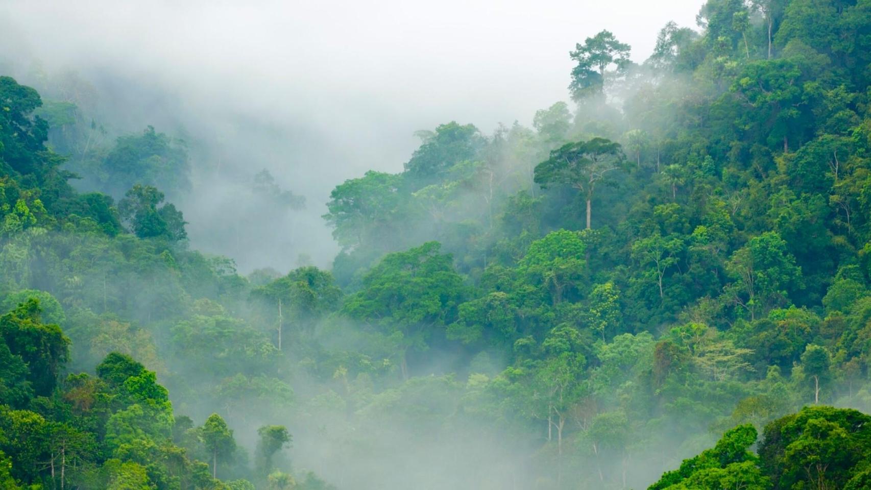 Cambio histórico en el 'cinturón verde': la vegetación se mueve a una velocidad sin precedentes por un claro culpable
