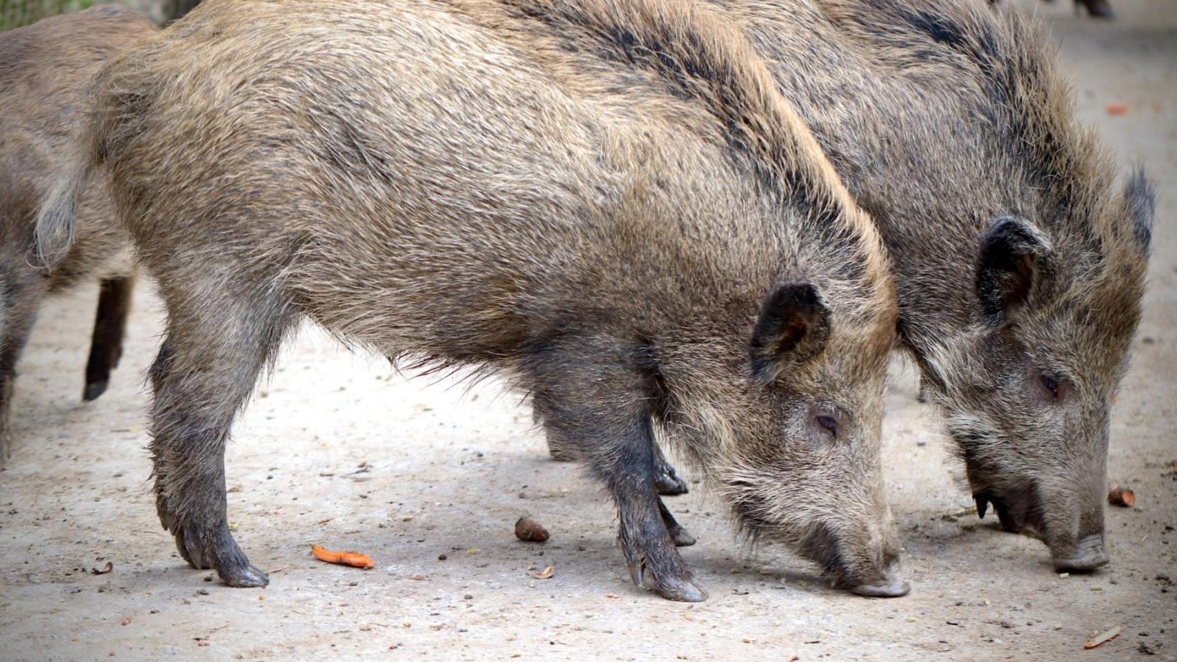 Ni en Collserola ni en la Sierra: el jabalí cambia su instinto salvaje y conquista las ciudades de España