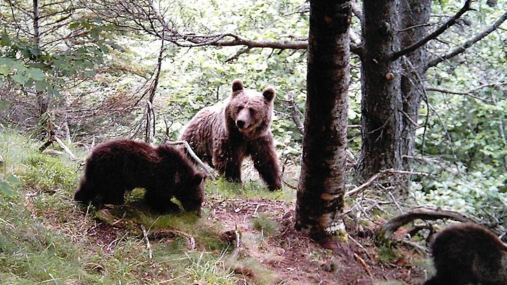 Una osa con sus cachorros en el Pirineo