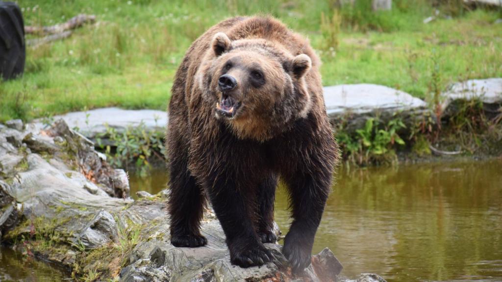 Oso pardo
