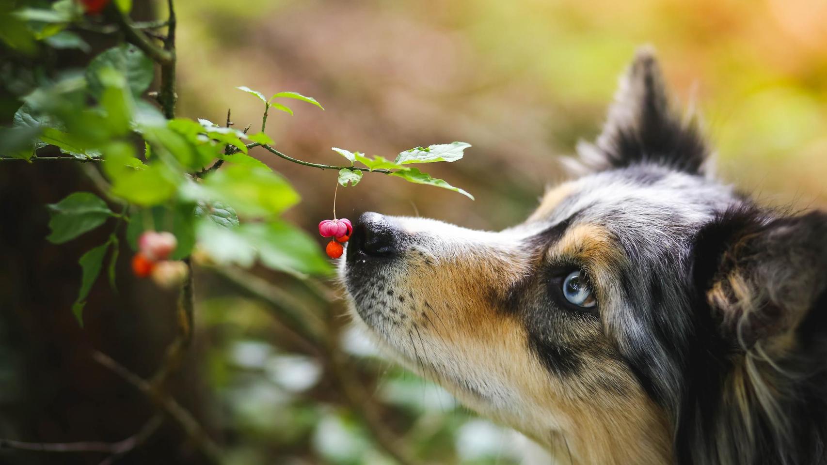 Un perro oliendo una planta.
