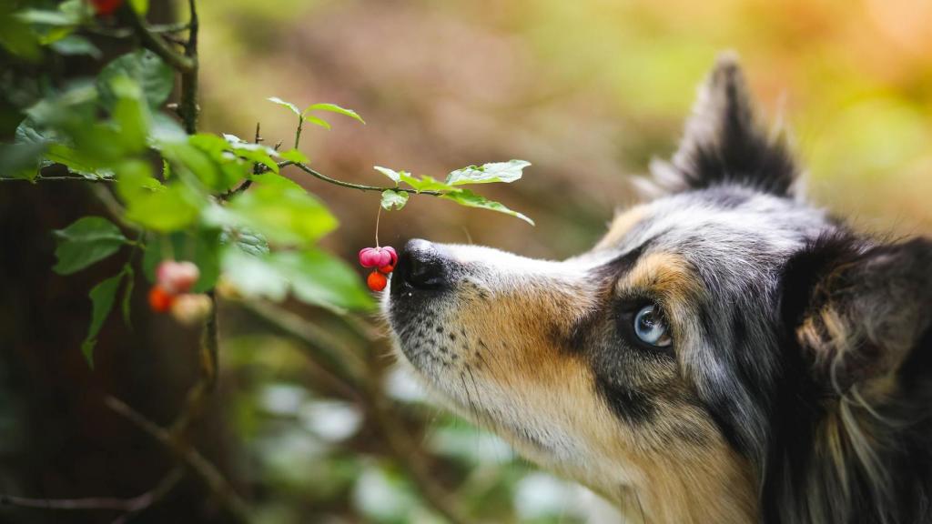 Un perro oliendo una planta.