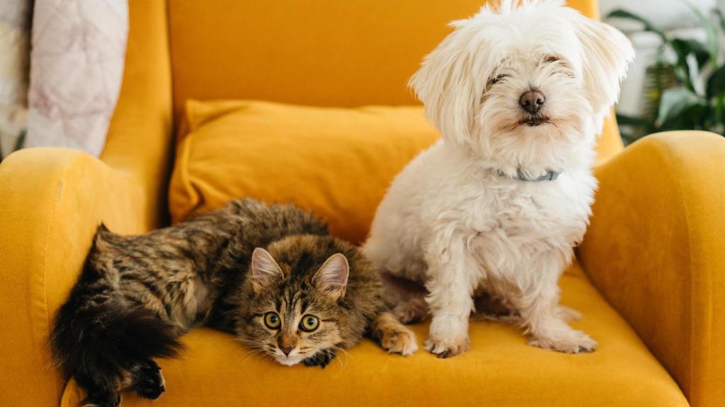 Un perro y un gato en una silla.