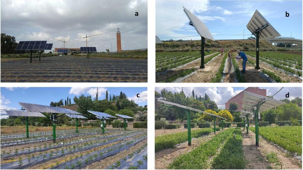 Vista general del experimento (a, c) y detalle de la estructura de 2 monopolos en una parcela agrivoltaica (b, d) en los experimentos de Sevilla (a, b) y Madrid (c, d).