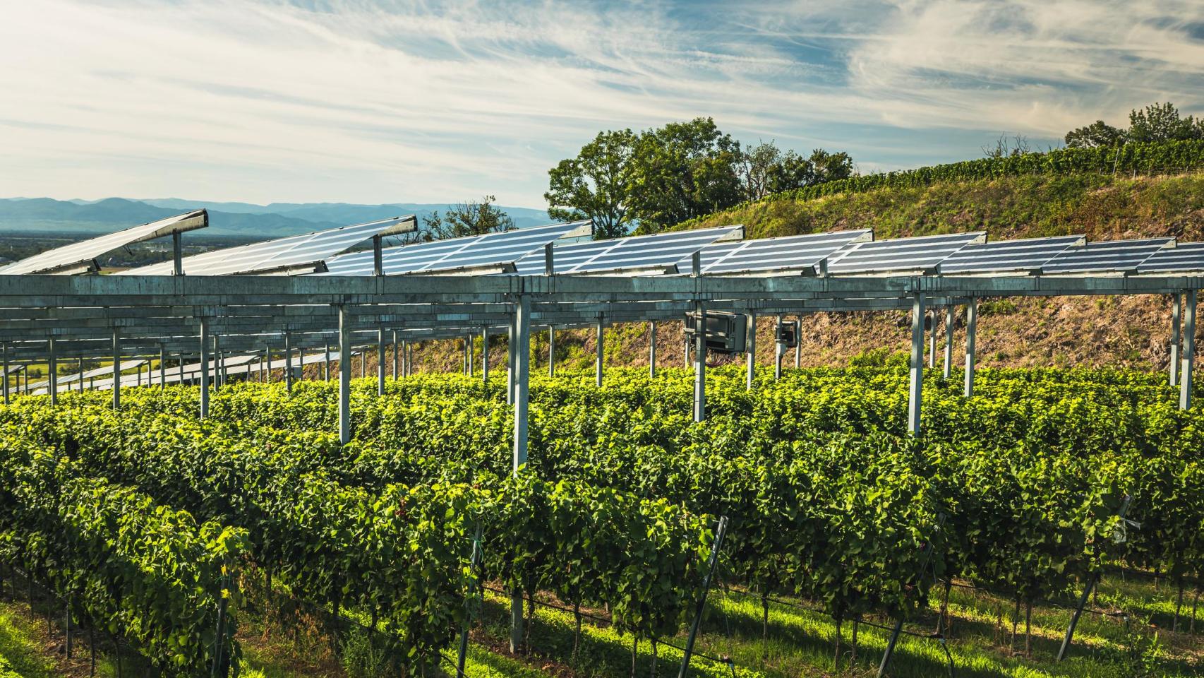 Planta agrofotovoltaica sobre viñedos en Kaiserstuhl, Baden-Wurtemberg, Alemania.