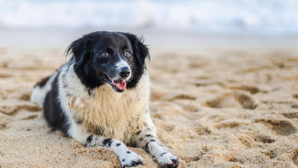 Un perro en la playa