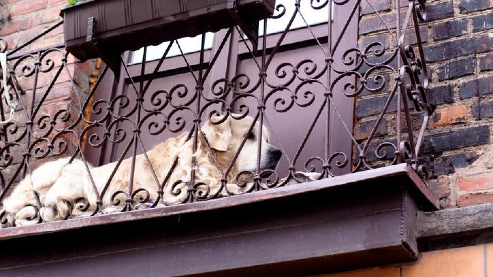 Perro en la terraza de una vivienda.