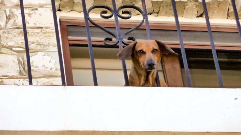 Perro mirando a través de la verja de un balcón.