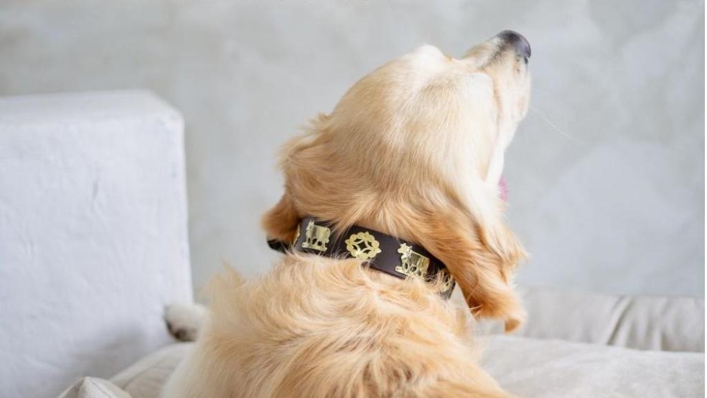 Un perro golden retriever con el collar en rojo.