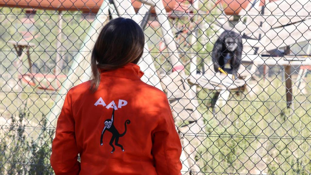 Olga Bellón y chimpancé Tino al fondo.