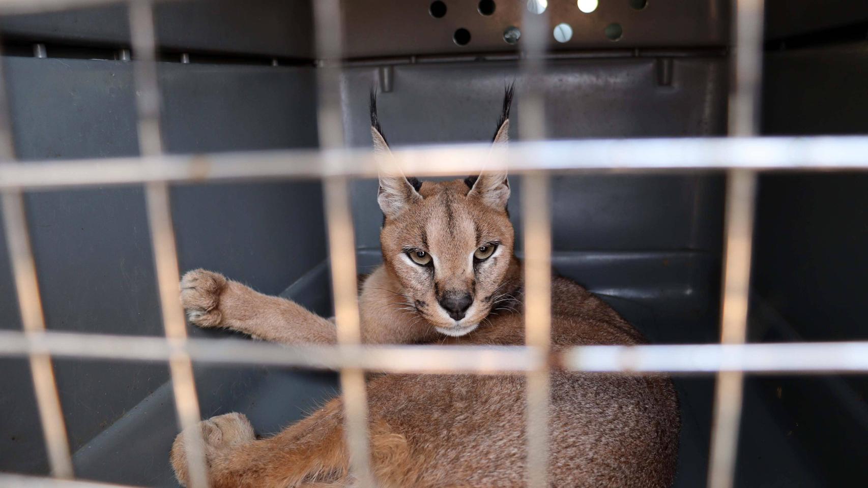 La llegada de un caracal, Sorgo, en el centro de rescate AAP.