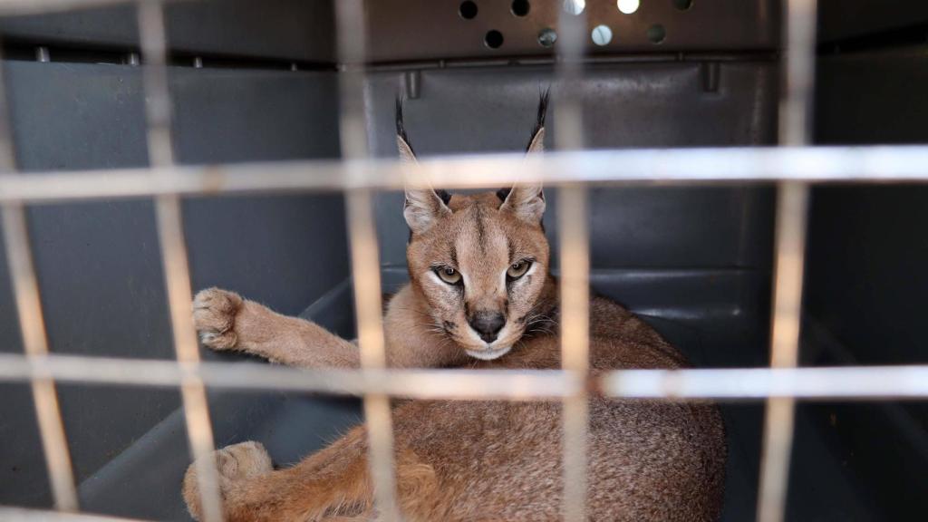 La llegada de un caracal, Sorgo, en el centro de rescate AAP.