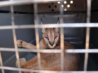 La llegada de un caracal, Sorgo, en el centro de rescate AAP.
