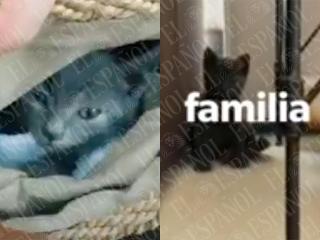 'Pequeño Ratón', el gato que adoptaron José Luis Ábalos y Jésica Rodríguez.