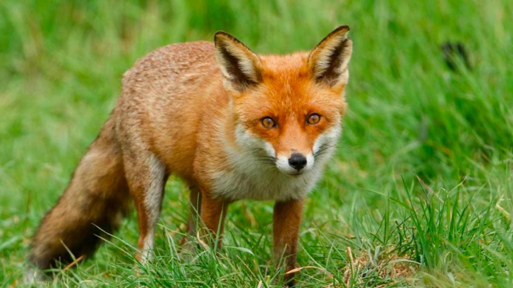 Ni en el Pardo ni en Guadarrama: el zorro invade los pueblos de España y conquista jardines y zonas urbanas
