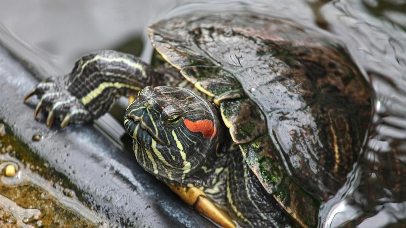 Ni en Atocha ni en el Delta del Ebro: la tortuga exótica que conquista los estanques de España y revoluciona a la fauna