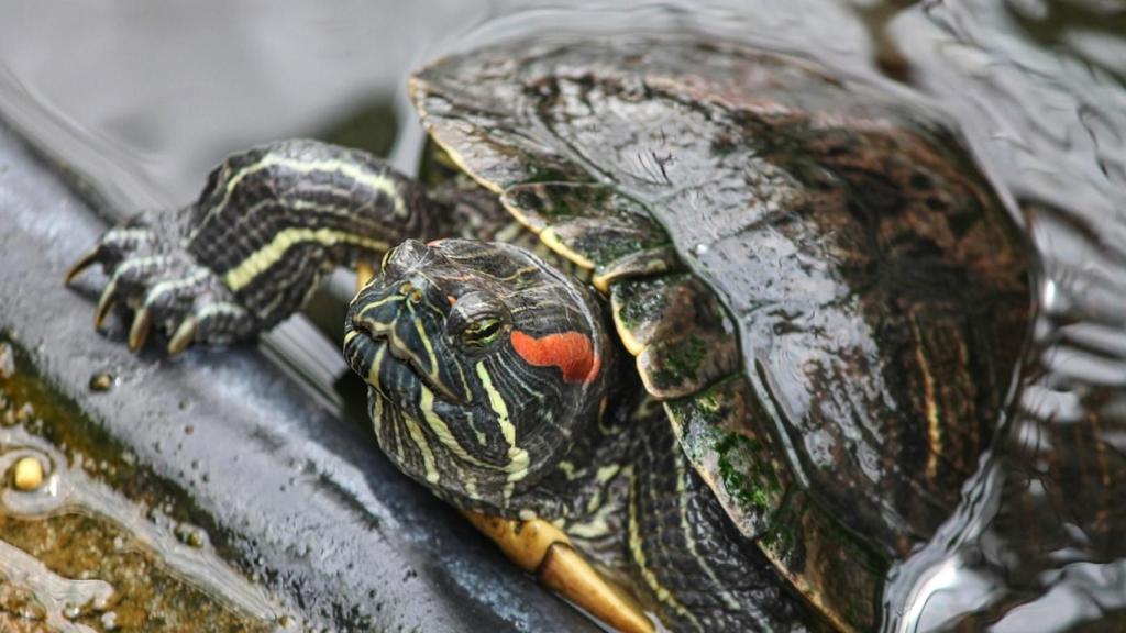 Ni en Atocha ni en el Delta del Ebro: la tortuga exótica que conquista los estanques de España y revoluciona a la fauna
