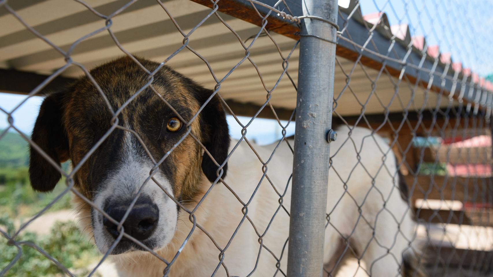 Un perro encerrado en un campo