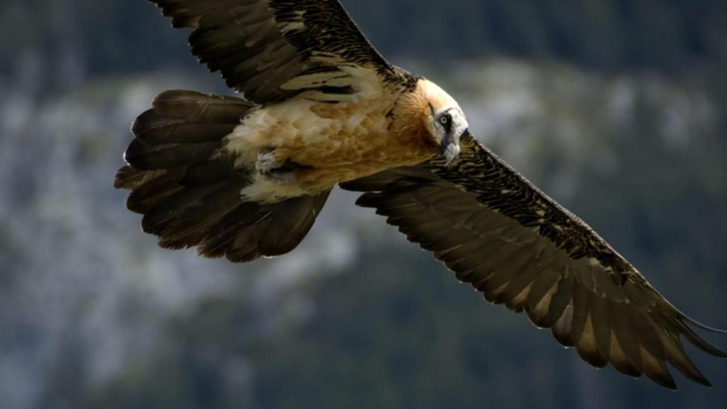 Quebrantahuesos volando