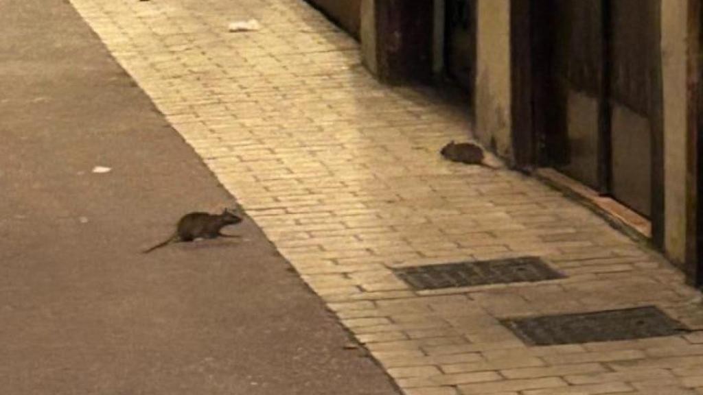 Varias ratas en la calle Las Armas, en Zaragoza, hace unos días.