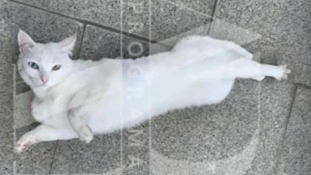 'Pequeño Ratón', el gato que adoptaron José Luis Ábalos y Jésica Rodríguez.