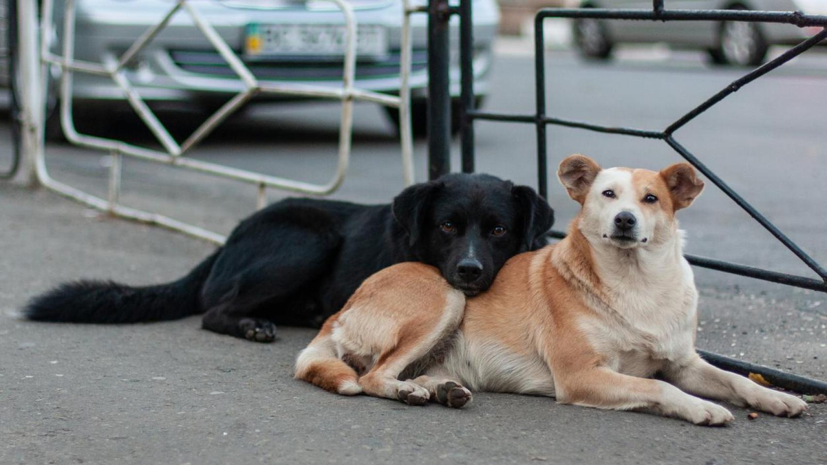 Dos perros en la calle.