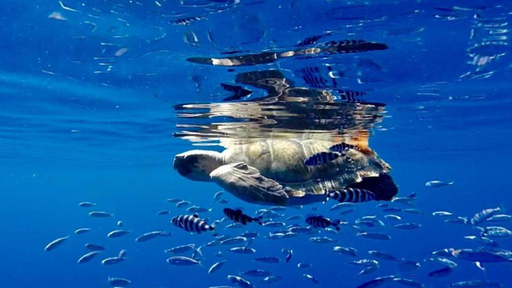 Tortugas oceanógrafas del proyecto Oasis.