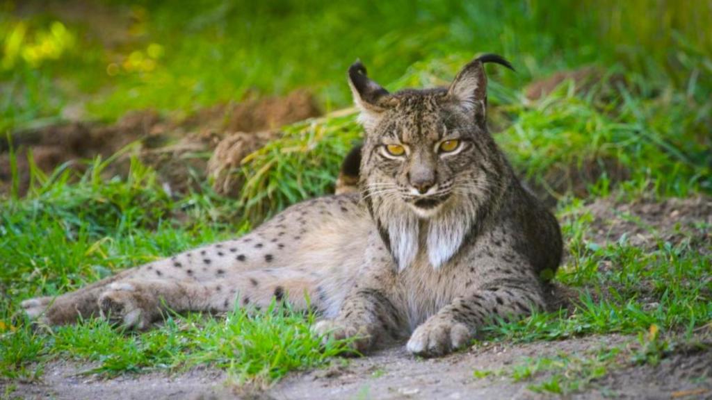 Ni Doñana ni Andújar: el lince ibérico de los Montes de Toledo demuestra un extraño comportamiento con sus presas