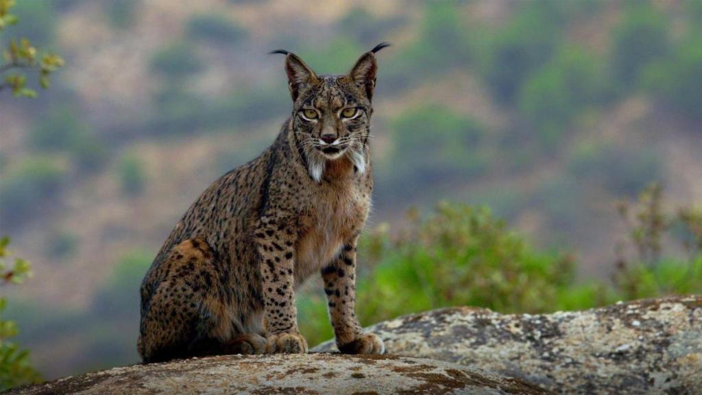 El lince ibérico muestra una nueva conducta.