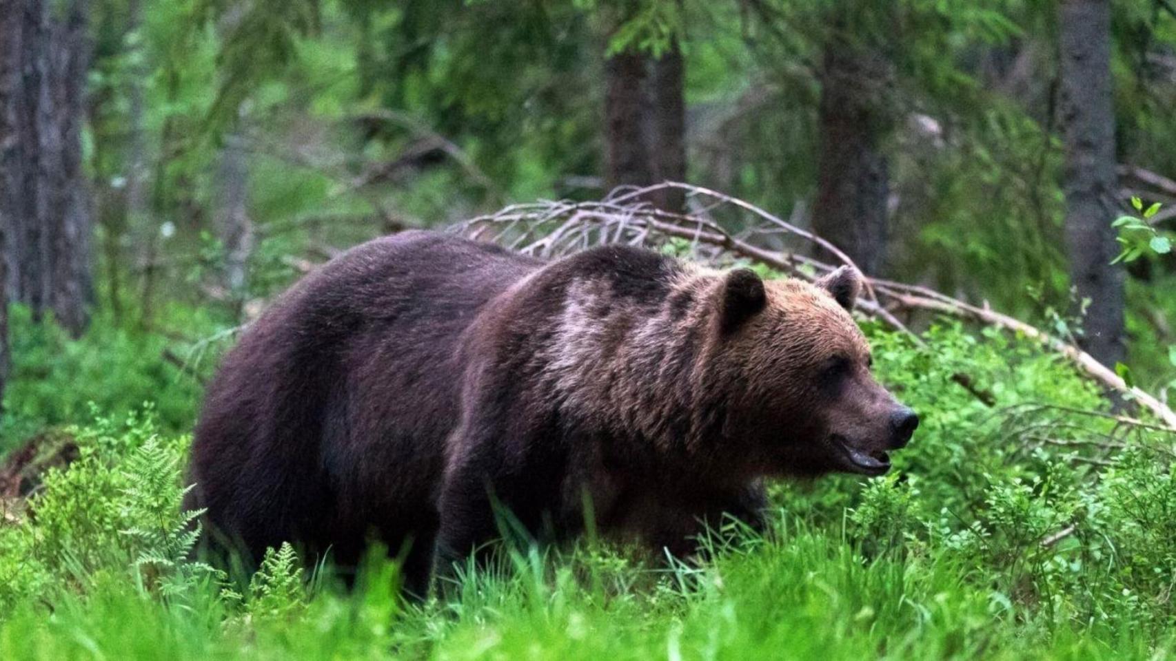 Ni en Somiedo ni en Liébana: el oso pardo cambia su comportamiento de hibernación en esta zona de España