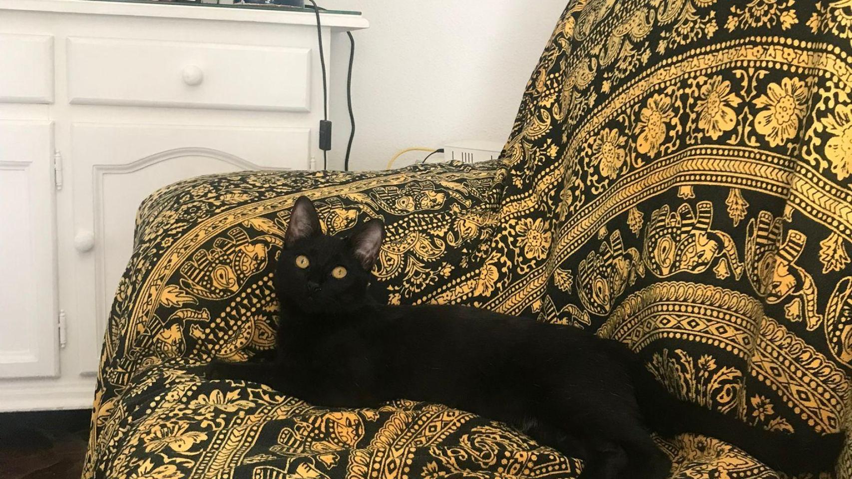Nala.