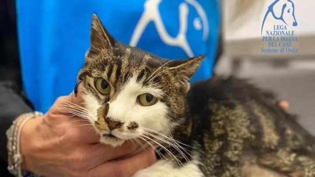 La gata Rosi, en la clínica veterinaria.