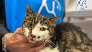 La gata Rosi, en la clínica veterinaria.