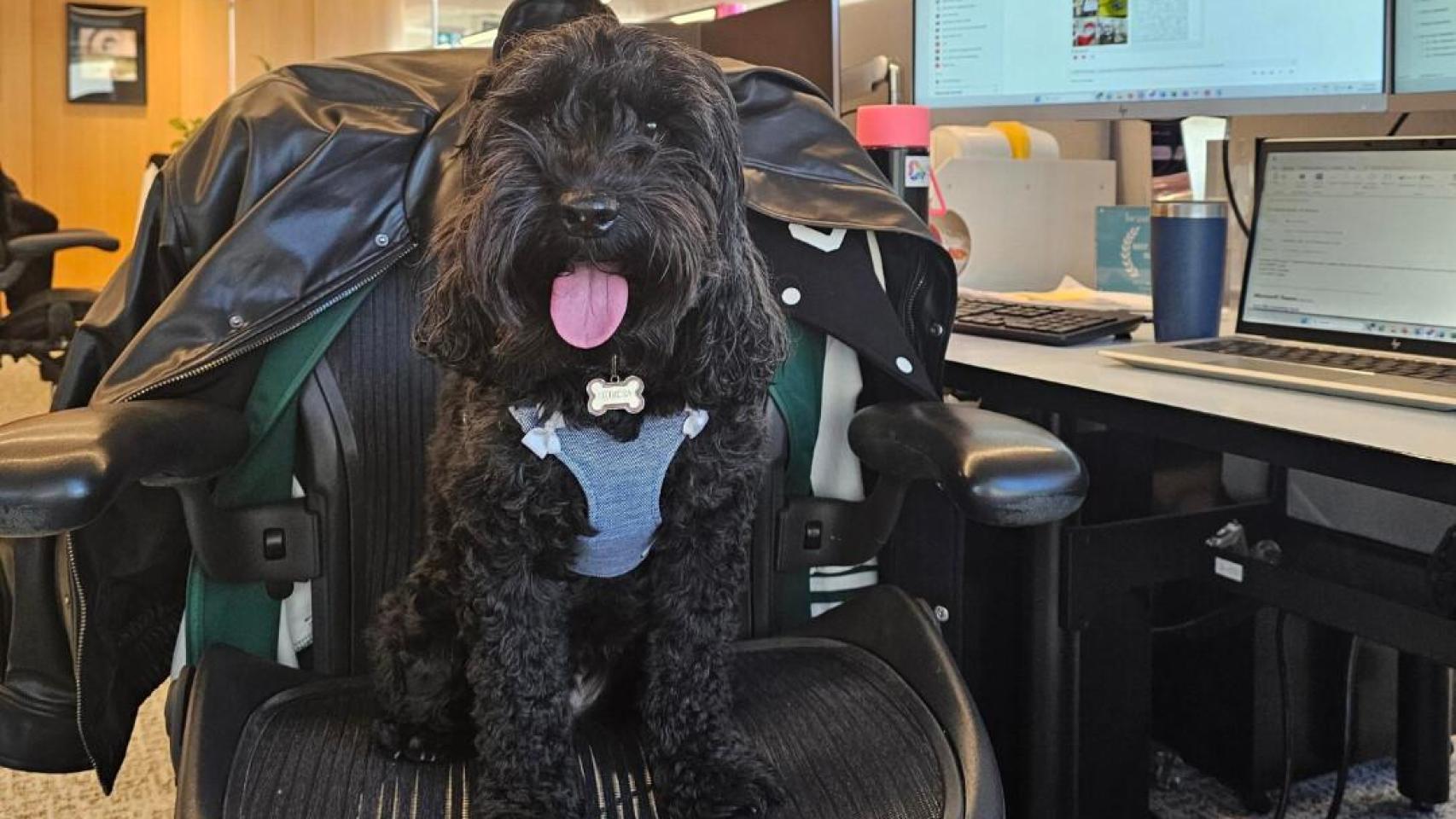 Un perro sentado en una silla de la empresa L'Oréal ANZ.