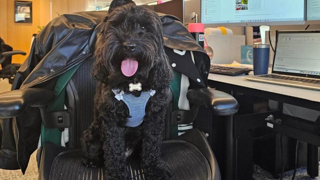 Un perro sentado en una silla de la empresa L'Oréal ANZ.