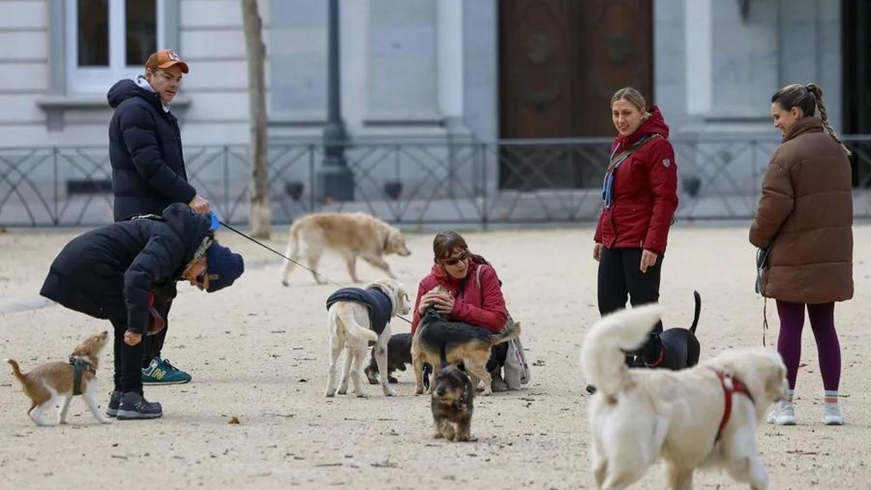 Un grupo de personas pasea a sus perros en un barrio madrileño.