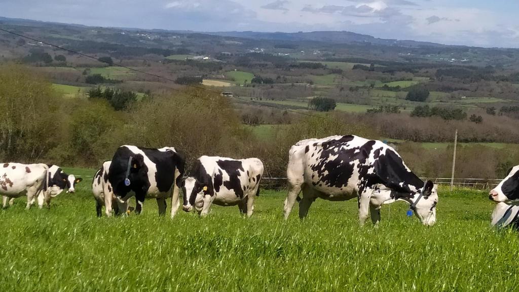Las vacas de la Gandería Quintián en O Páramo.