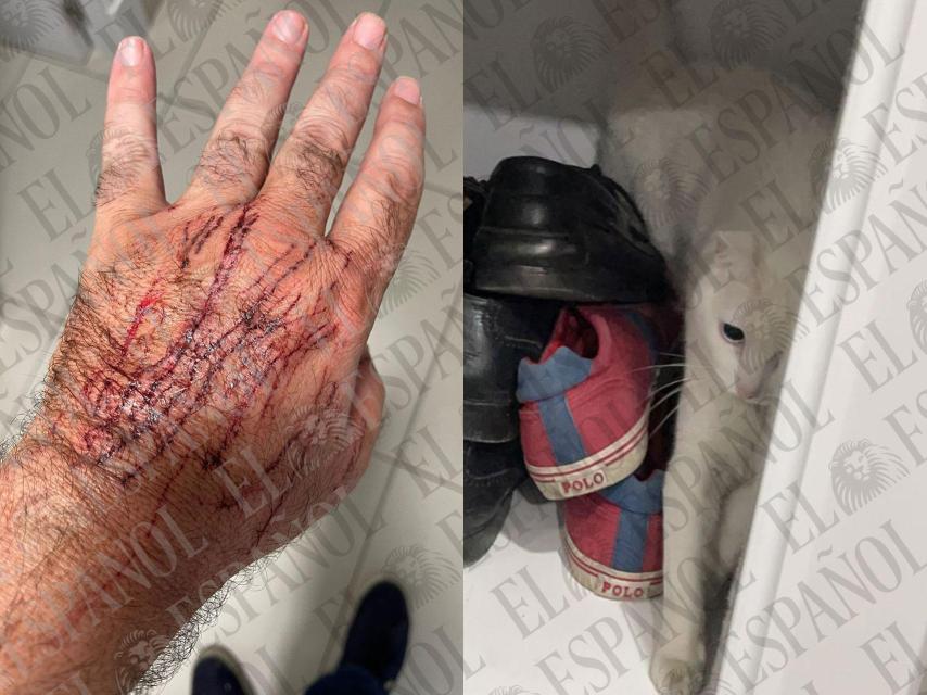 Las heridas de Koldo García y Chloe, el segundo gato de José Luis Ábalos.