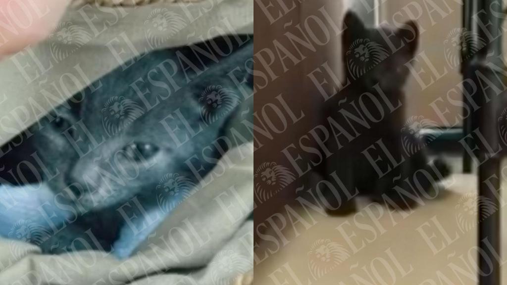 'Pequeño ratón', el gato de Jésica Rodríguez y José Luis Ábalos.