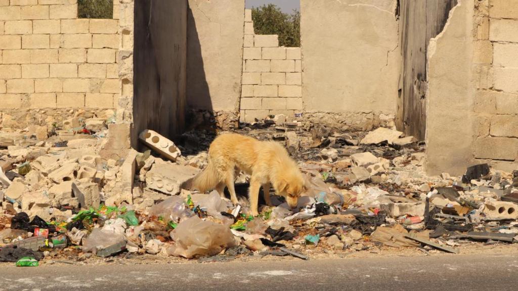 Un perro entre los escombros de una casa.