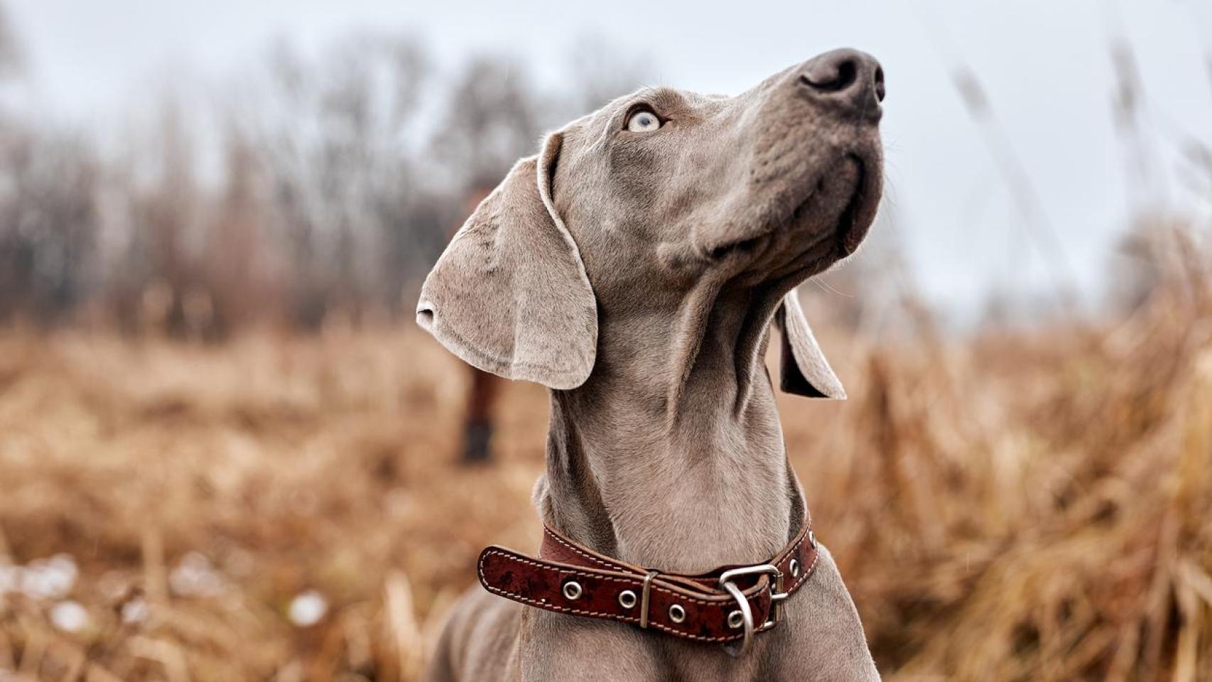 Un perro en un bosque.